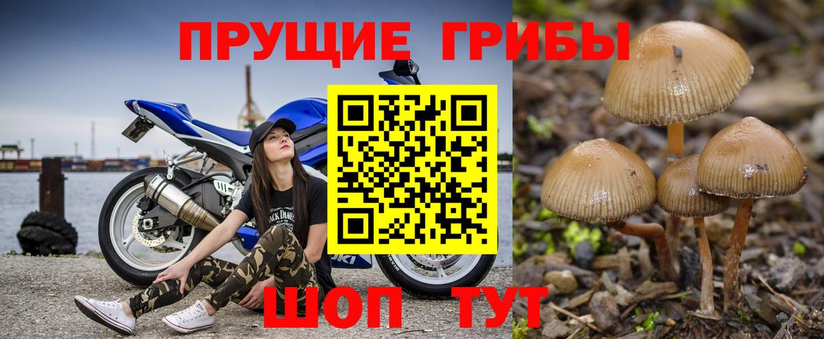 Малоярославец  Псилоцибиновые грибы Cubensis  Вход с VPN  Галлюциногенные грибы GOLDEN TEACHER 